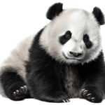 Panda gold : comment maximiser vos gains aux jeux d&rsquo;argent en 2026