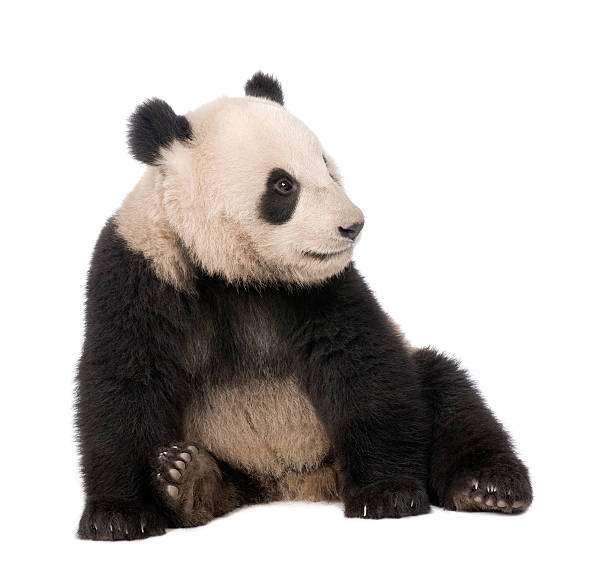 découvrez comment maximiser vos gains sur panda gold en  grâce à nos astuces et stratégies éprouvées pour optimiser vos jeux et remporter gros.