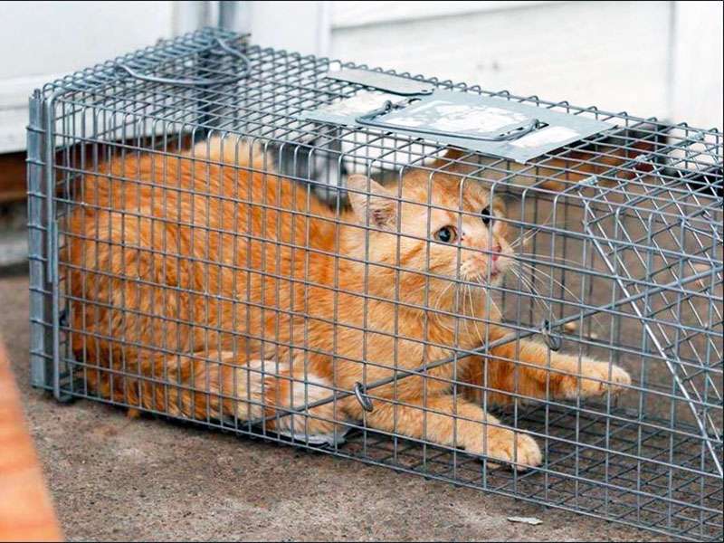 découvrez notre piège à chats efficace et sans danger, conçu pour capturer les chats errants en toute sécurité. facile à utiliser et respectueux des animaux.