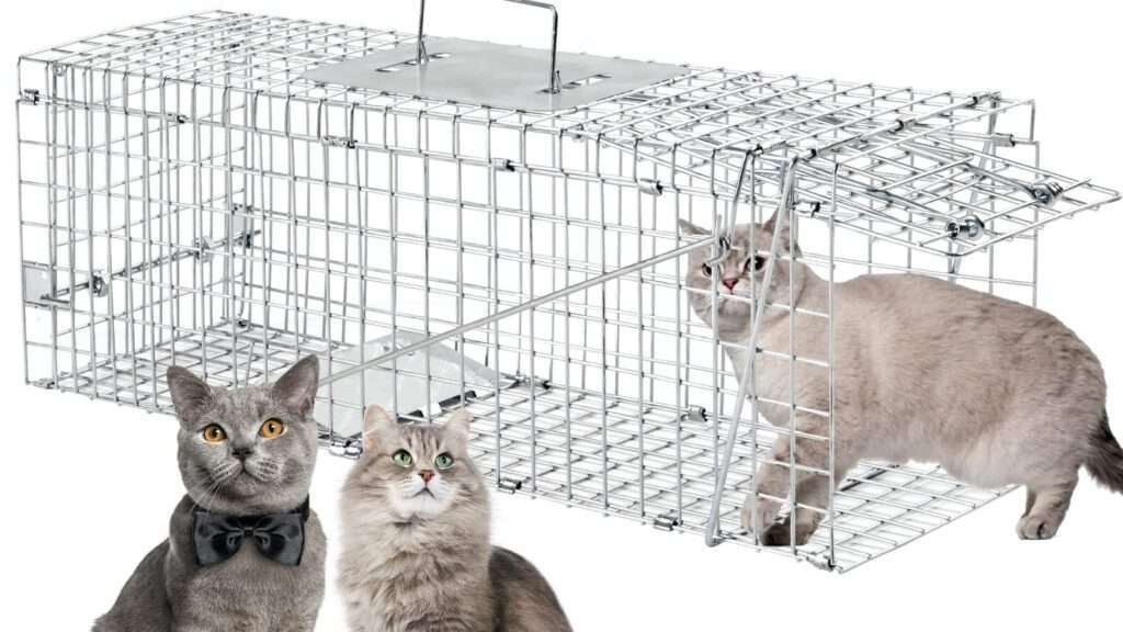 découvrez notre piège à chat efficace et sans danger pour capturer et relâcher les chats en toute sécurité. solution pratique pour gérer la faune féline.