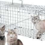 Trappe à chat casino : comment fonctionne cette méthode de sécurité pour les joueurs
